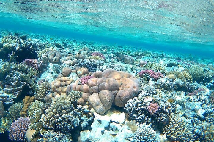 Hurghada Speedboat Snorkel and Inflatable Ride Combo photo 5