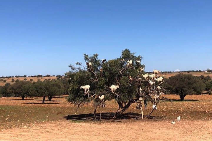 Essaouira Day Trip from Marrakech: Coastal City Tour & Argan Cooperatives photo 2