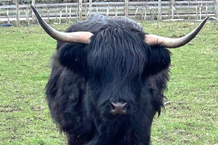 Private Highlands & Glencoe Day Tour from Stirling — Castles, Highland Cows and Loch Views photo 4