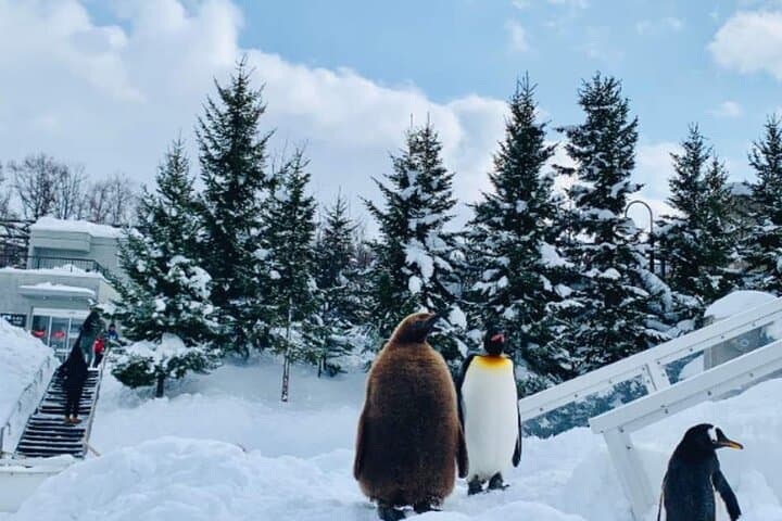 Asahiyama Zoo One-Day Tour from Sapporo — Penguin Parade & Polar Bear Viewing photo 2