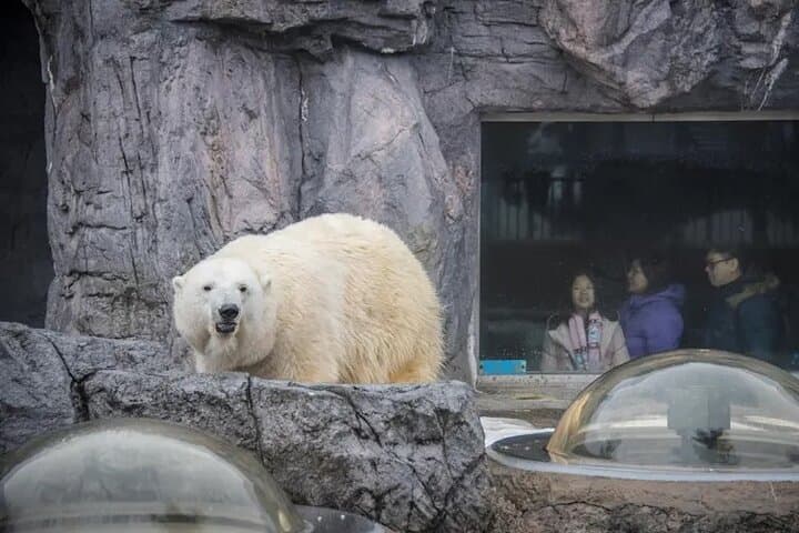 Asahiyama Zoo One-Day Tour from Sapporo — Penguin Parade & Polar Bear Viewing