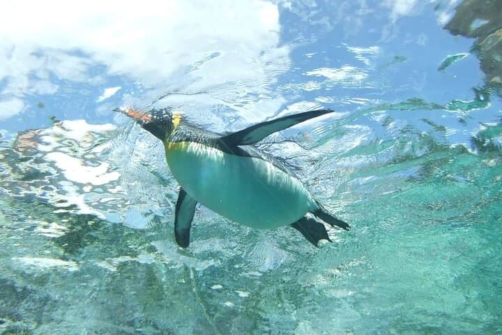 Asahiyama Zoo One-Day Tour from Sapporo — Penguin Parade & Polar Bear Viewing photo 3