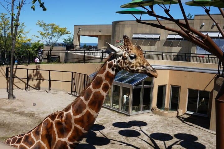 Asahiyama Zoo One-Day Tour from Sapporo — Penguin Parade & Polar Bear Viewing photo 4