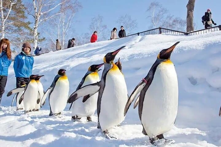 Asahiyama Zoo One-Day Tour from Sapporo — Penguin Parade & Polar Bear Viewing photo 5