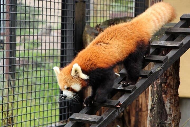 Asahiyama Zoo One-Day Tour from Sapporo — Penguin Parade & Polar Bear Viewing photo 6