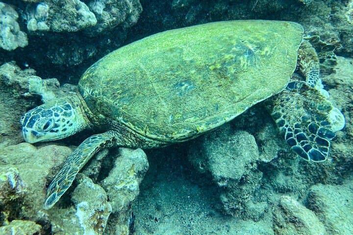 Koloa Landing One-Tank Shore Dive — Kauai South Shore for Certified Divers photo 4