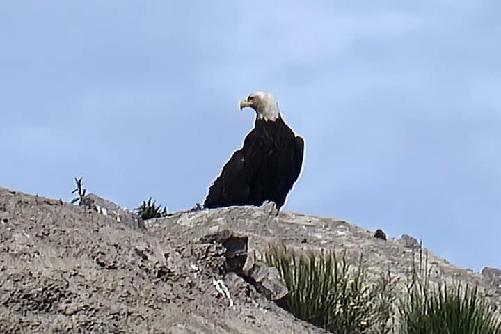 Bison Highway Road Tour: Great Slave Lake Wildlife Drive from Yellowknife photo 2