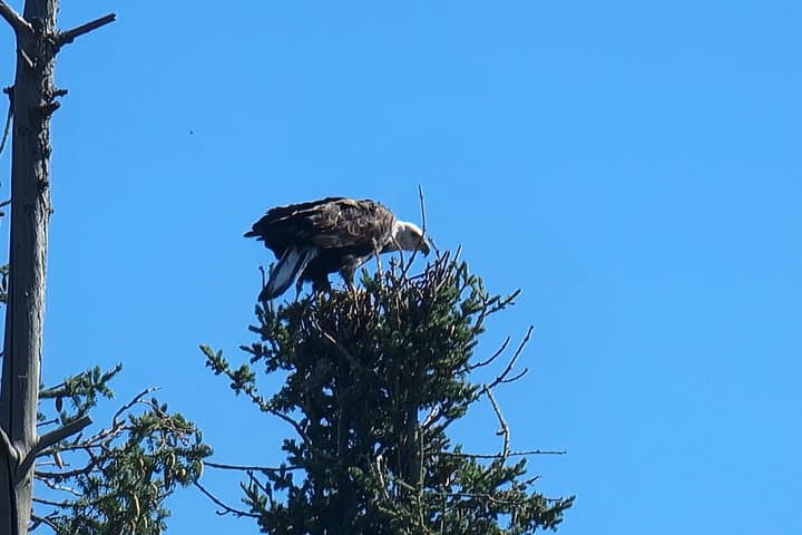 Bison Highway Road Tour: Great Slave Lake Wildlife Drive from Yellowknife photo 3