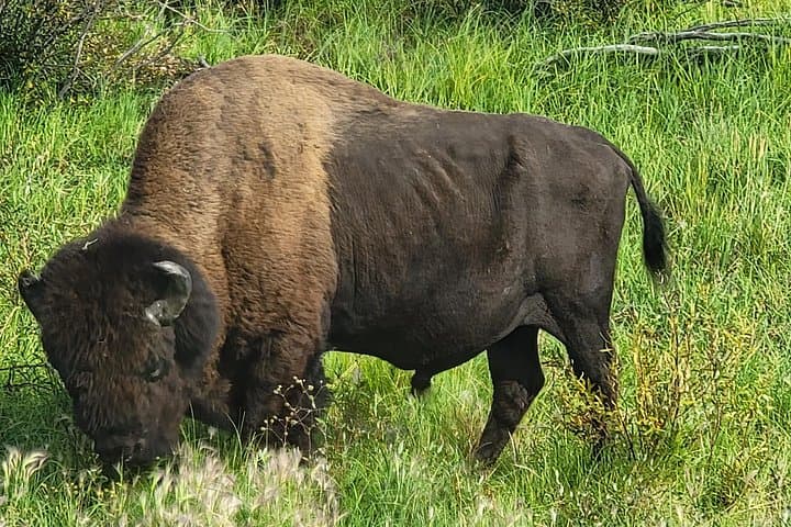 Bison Highway Road Tour: Great Slave Lake Wildlife Drive from Yellowknife photo 1