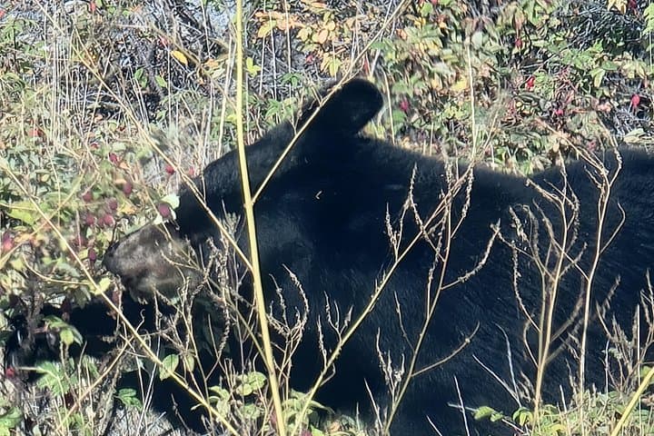 Bison Highway Road Tour: Great Slave Lake Wildlife Drive from Yellowknife photo 4