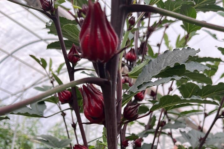 Edible Hibiscus Farm Tour on Hawai‘i’s Hamakua Coast — Roselle Tasting & Hydroponic Greenhouse photo 1