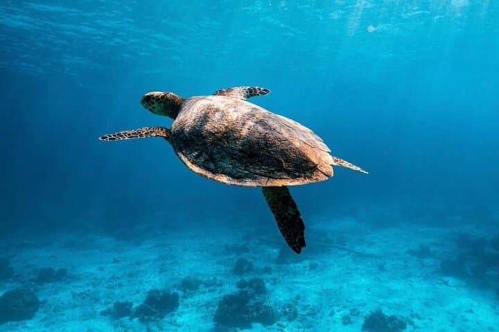 Budget Phi Phi Snorkeling Adventure: Maya Bay, Maiton & Khai Islands Day Trip