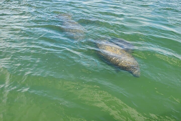 Fort Myers Beach Dolphin & Sightseeing Tiki Cruise — 90-Minute Mangrove & Mound Key Tour photo 5
