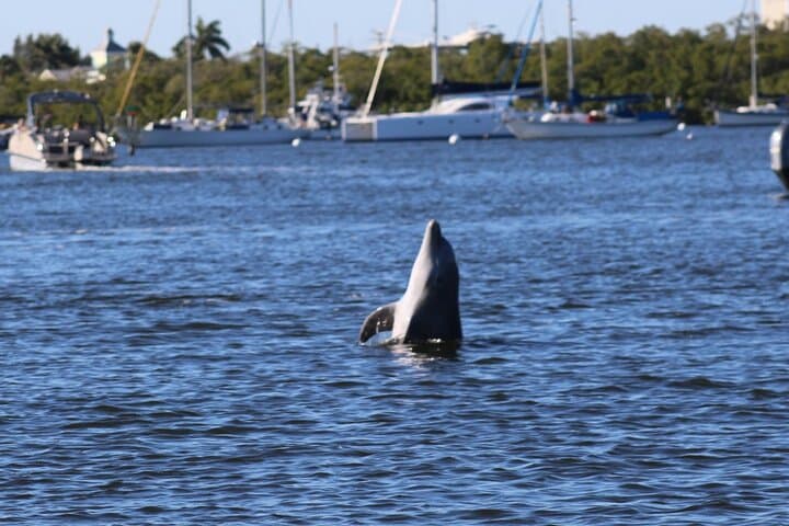Fort Myers Beach Dolphin & Sightseeing Tiki Cruise — 90-Minute Mangrove & Mound Key Tour photo 3