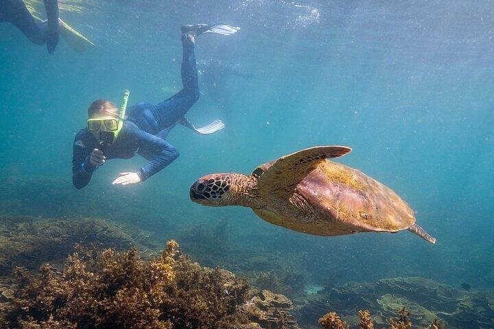 Magnetic Island Quick Dip Snorkel Cruise — Aquascene 3-Hour Scenic Tour photo 2