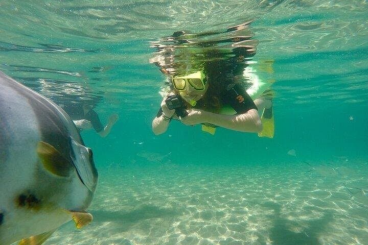 Magnetic Island Quick Dip Snorkel Cruise — Aquascene 3-Hour Scenic Tour photo 4