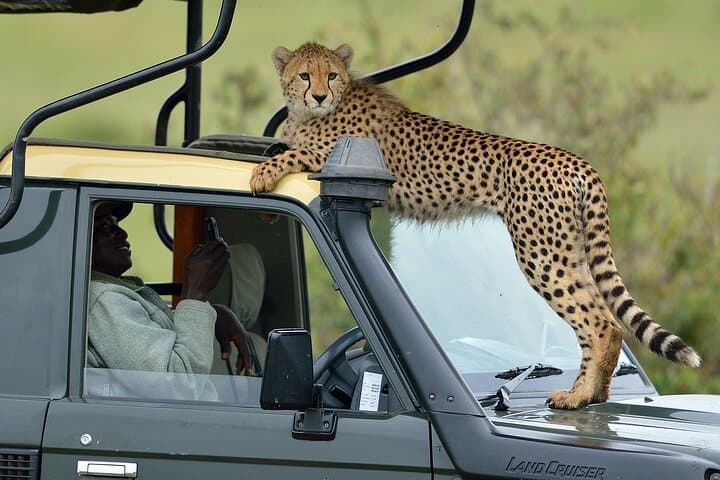 8-Day Best of Kenya Wildlife Private Safari: Amboseli to Maasai Mara