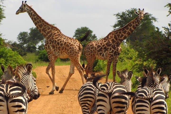 Explore Wildlife on a Nairobi National Park and Giraffe Center Guided Day Tour