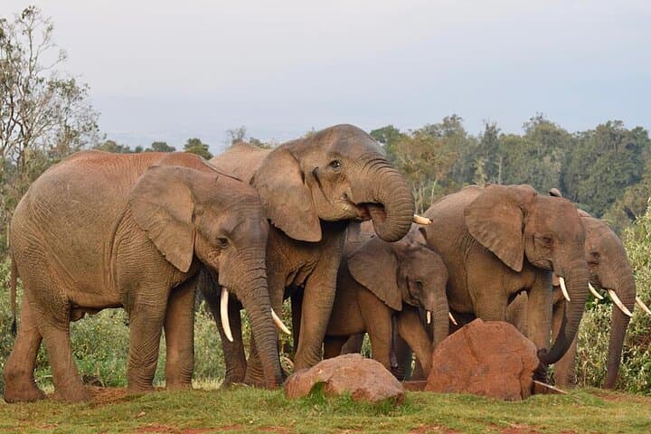 Aberdare National Park: 2-Day Luxury Lodge Safari to Treetops & The Ark photo 3