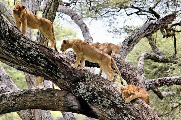 14-Day Kenya and Tanzania Big 5 Safari from Nairobi — Maasai Mara to Serengeti photo 3