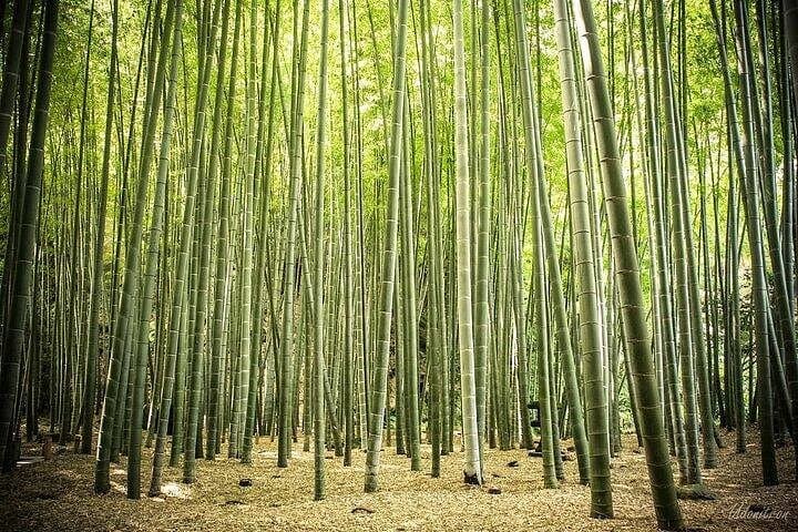 Full-Day Kamakura Private Tour from Tokyo — Great Buddha, Bamboo Grove & Temple Walks photo 3
