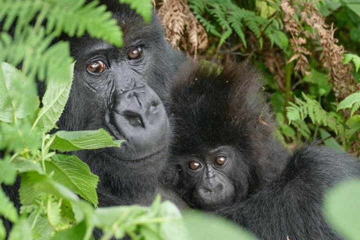 Gorilla Trekking at Volcanoes National Park — 1-Day Guided Trek from Kigali photo 1