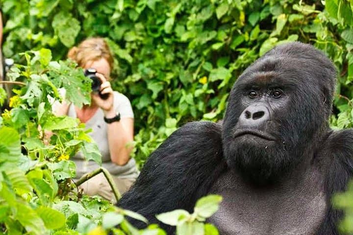 Gorilla Trekking at Volcanoes National Park — 1-Day Guided Trek from Kigali photo 2
