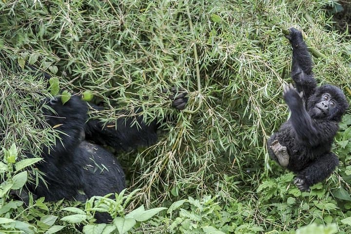 Gorilla Trekking at Volcanoes National Park — 1-Day Guided Trek from Kigali photo 3