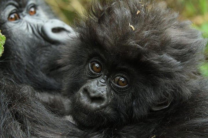 Gorilla Trekking at Volcanoes National Park — 1-Day Guided Trek from Kigali photo 4