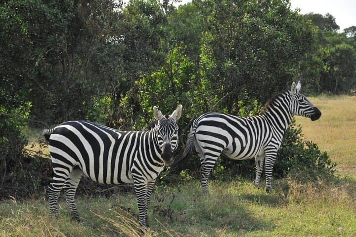 Overnight Safari in Maasai Mara: 2-Day Private Game Drive & Lodge Stay photo 2