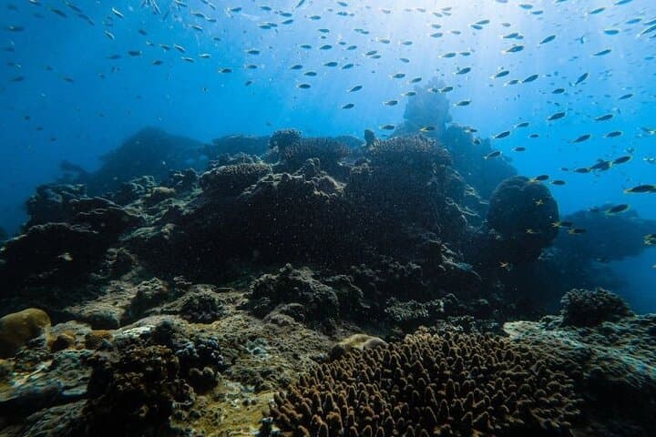 Krabi to Phi Phi Speedboat Day Tour: Maya Bay, Snorkel & Bamboo Island photo 3