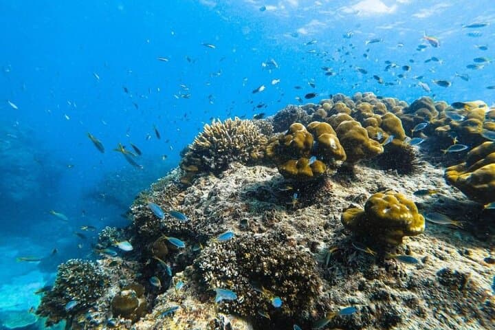 Krabi to Phi Phi Speedboat Day Tour: Maya Bay, Snorkel & Bamboo Island photo 4