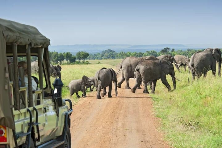 8-Day Kenya Flying Safari: Samburu, Amboseli & Masai Mara with Serena Lodges photo 4