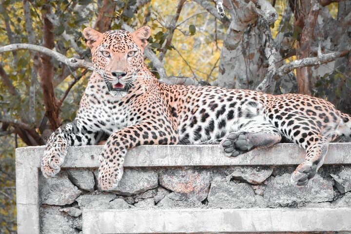 Half-Day Kumana National Park Safari: Leopards, Elephants & World-Class Birding photo 3