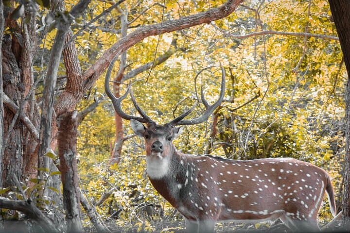 Half-Day Kumana National Park Safari: Leopards, Elephants & World-Class Birding photo 4