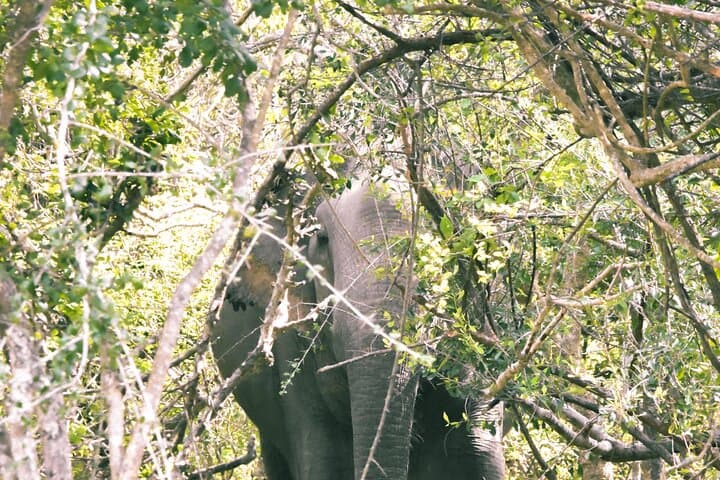 Half-Day Kumana National Park Safari: Leopards, Elephants & World-Class Birding photo 2