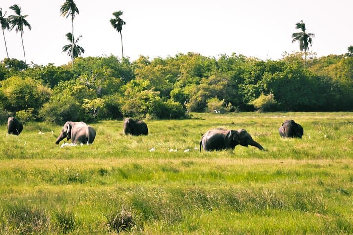 Half-Day Kumana National Park Safari: Leopards, Elephants & World-Class Birding photo 5