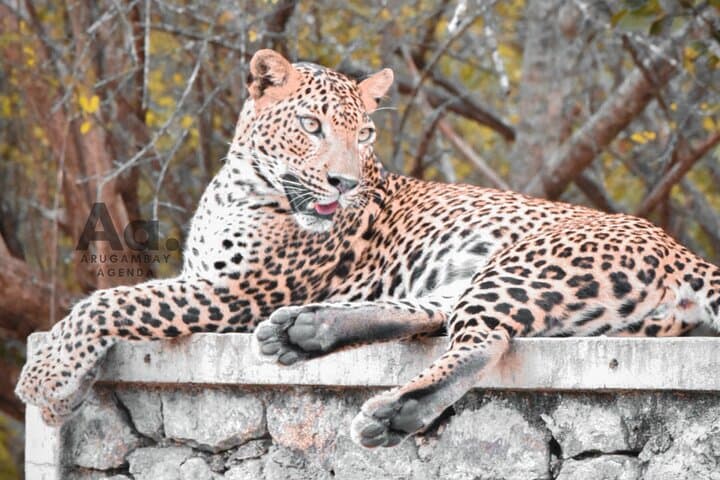 Half-Day Kumana National Park Safari: Leopards, Elephants & World-Class Birding photo 6