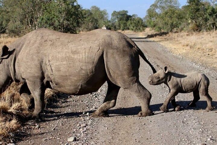 Full-Day Ol Pejeta Game Drive from Nairobi: See Rhinos, Chimps & the Big Five photo 2
