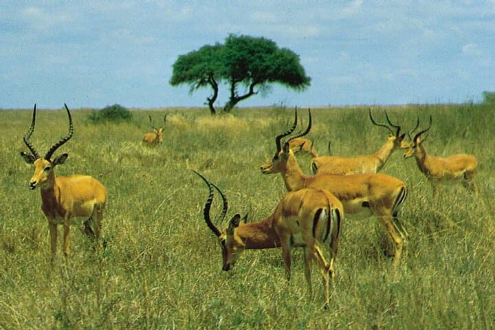 Explore Nairobi National Park, Giraffe Centre & Karen Blixen Museum: A Private Day Tour from Nairobi photo 3