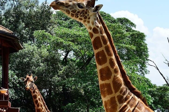 Explore Nairobi National Park, Giraffe Centre & Karen Blixen Museum: A Private Day Tour from Nairobi photo 4