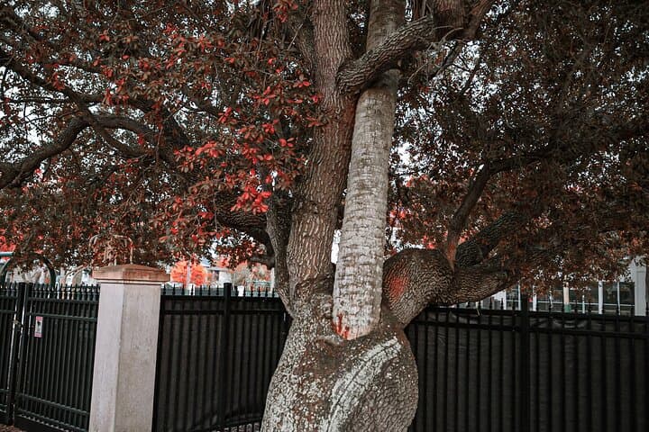 Night Watchman Ghost Tour: Haunted Walk of St. Augustine's Historic District photo 5