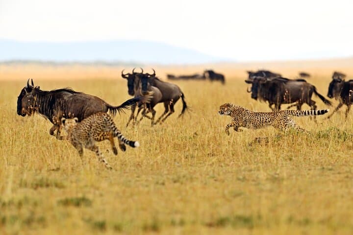 Full-Day Private Safari in Tarangire National Park: Elephants, Baobabs & Birding photo 1