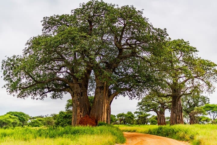 Full-Day Private Safari in Tarangire National Park: Elephants, Baobabs & Birding photo 3