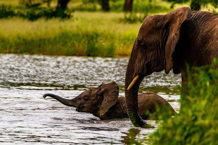 Full-Day Private Safari in Tarangire National Park: Elephants, Baobabs & Birding photo 4