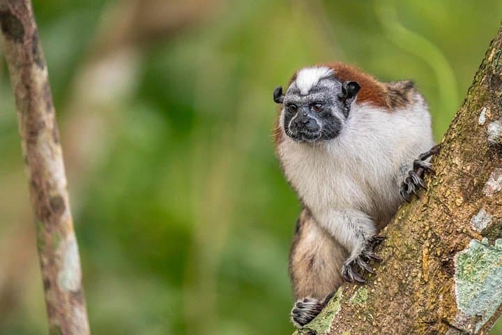 Private Panama Canal Boat & Wildlife Search on Gatun Lake photo 4