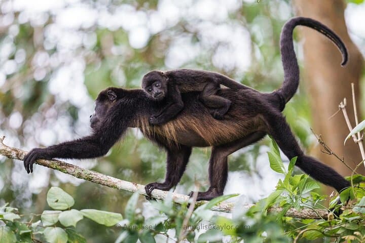 Private Panama Canal Boat & Wildlife Search on Gatun Lake photo 5