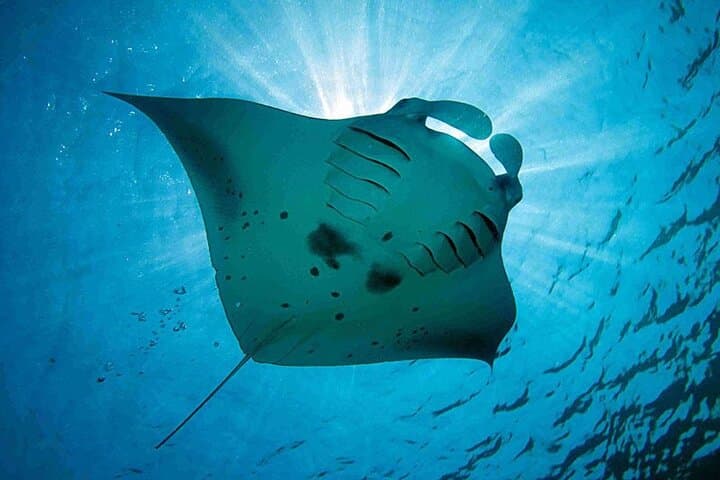 Swim with Manta Rays: Nusa Lembongan Full-Day Snorkel & Island Tour from Bali