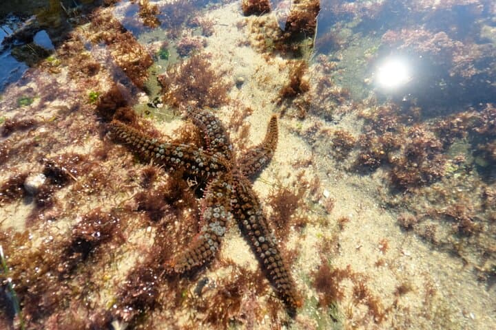 La Jolla Tide Pools Guided Tour with Marine Biologist — San Diego Intertidal Exploration photo 2