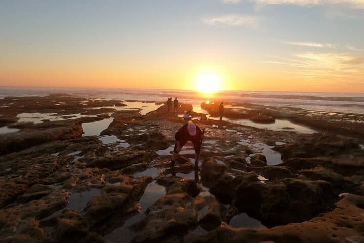 La Jolla Tide Pools Guided Tour with Marine Biologist — San Diego Intertidal Exploration photo 3